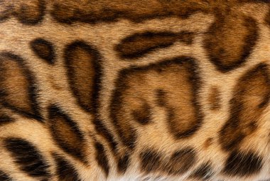 Detail of the fur of a brown Bengal cat