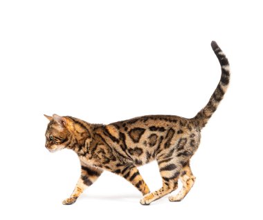 Side view of a Bengal cat walking, isolated on white