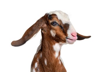 Head shot of an anglo-Nubian goat or Nubian - Capra hircus - isolated on white