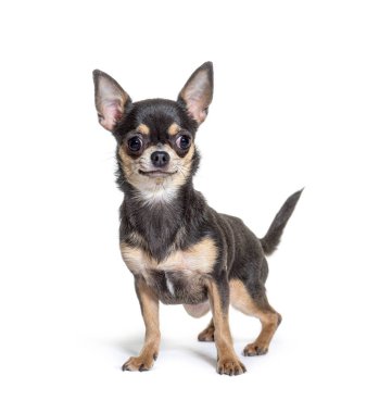 Chihuahua dog looking at the camera, isolated on white