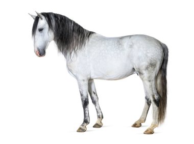 White lusitano horse standing in front, side view, isolated on white