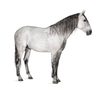 White lusitano horse standing in front, side view  isolated on white