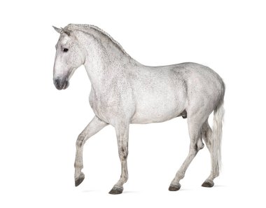 profile of a White lusitano horse walking, isolated on white