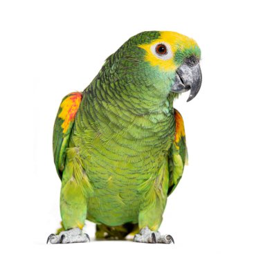 Blue-fronted parrot, Amazona aestiva, Isolated on white
