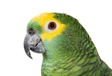 Blue-fronted parrot, Amazona aestiva, Isolated on white