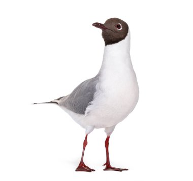 Adult summer plumage, black-headed gull, Chroicocephalus ridibundus, isolated on white