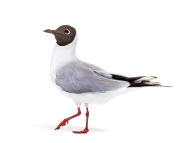 Adult summer plumage, black-headed gull, Chroicocephalus ridibundus, isolated on white