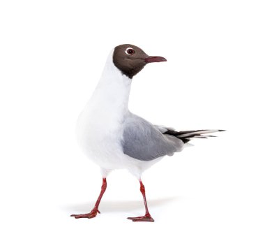 Adult summer plumage, black-headed gull, Chroicocephalus ridibundus, isolated on white