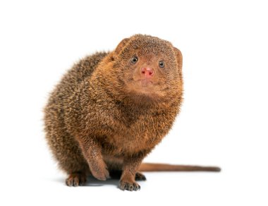 Ethiopian dwarf mongoose, Helogale hirtula, isolated on white