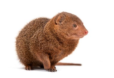 Ethiopian dwarf mongoose, Helogale hirtula, isolated on white