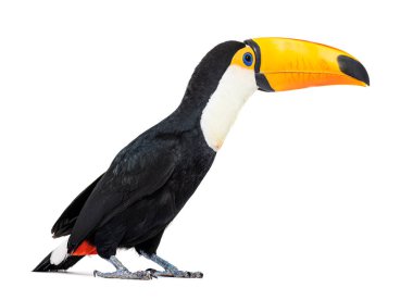 Toucan toco, Ramphastos toco, isolated on white