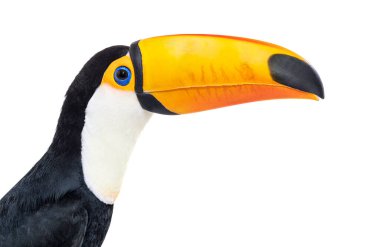 Toucan toco, Ramphastos toco, isolated on white