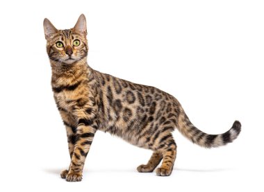 Side view of a Bengal cat looking at the camera, isolated on white
