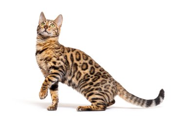 Side view of a Bengal cat pawing looking up, isolated on white