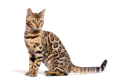 side view of a Bengal cat looking down away, isolated on white