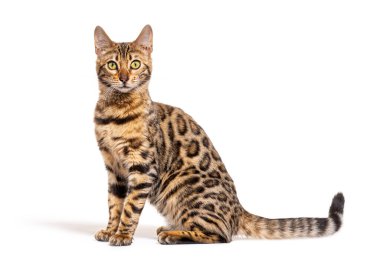 Side view of a Bengal cat sitting and looking at the camera, isolated on white