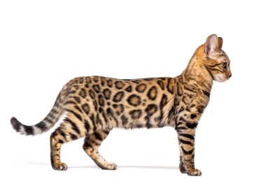 Profile of a Brown bengal cat, isolated on white