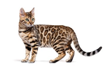 Standing bengal cat, side view, isolated on white