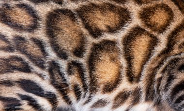 Macro of Brown bengal cat fur