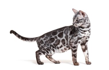 Silver Bengal cat walking looking back, isolated on white