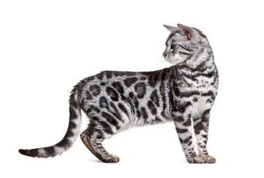 Side view of a standing Bengal cat, isolated on white