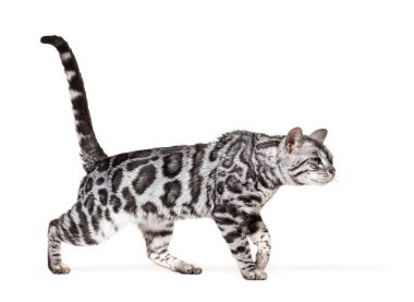 Back view of a Bengal cat kitten, isolated on white