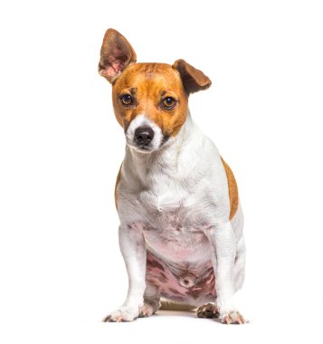 Jack russell terrier sitting in front, isolated on white