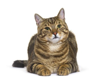 Striped crossbreed cat lying down, isolated on white