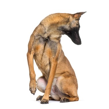 Belgian shepherd Malinois looking backwards curiously, isolated on white
