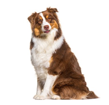 Tri color red australian shepherd, isolated on white