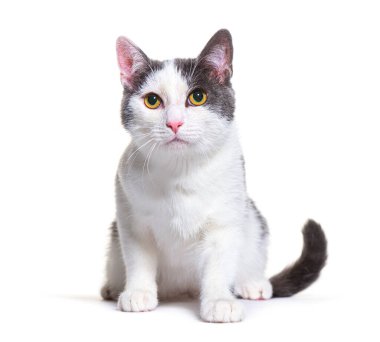 Grey and whitecrossbreed cat, yellow eyed, isolated on white