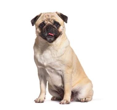 Sitting Pug dog looking at the camera