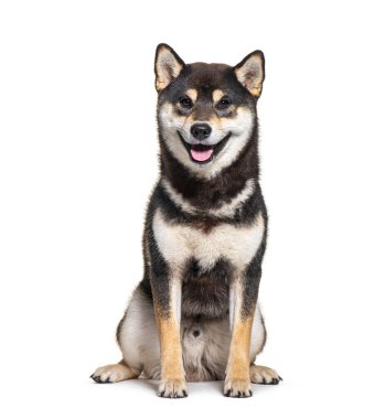 Shiba Inu panting, ten months old, looking as he is smiling, isolated on white