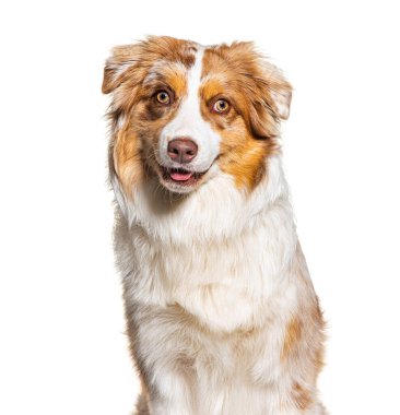 Portrait of a panting australian shepherd, isolated on white