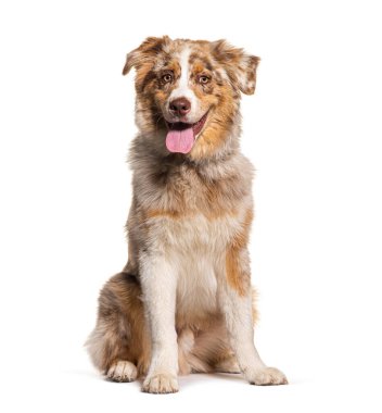 Red merle australian shepherd panting, sitting, isolated on white