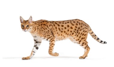 profile of a Savannah F1 cat walking, cross between a serval and a domestic cat, Isolated on white