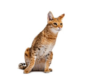 Savannah F1 cat, is a hybrid cat cross between a serval and a domestic cat, Isolated on white