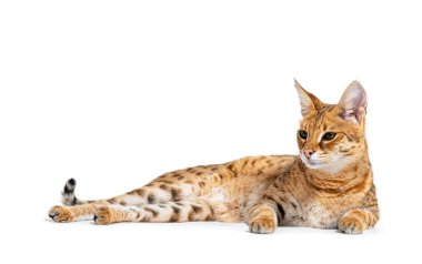 Savannah F1 cat lying down, Isolated on white