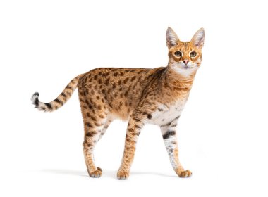 Savannah F1 cat standing and looking at the camera, Isolated on white