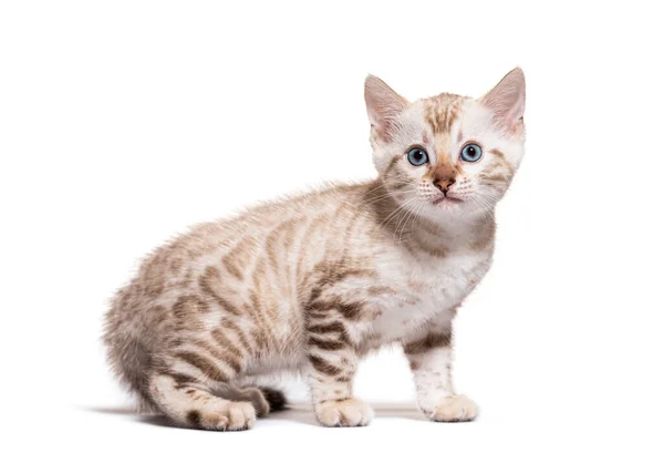 Profile View Bengal Cat Kitten Isolated White — Foto Stock