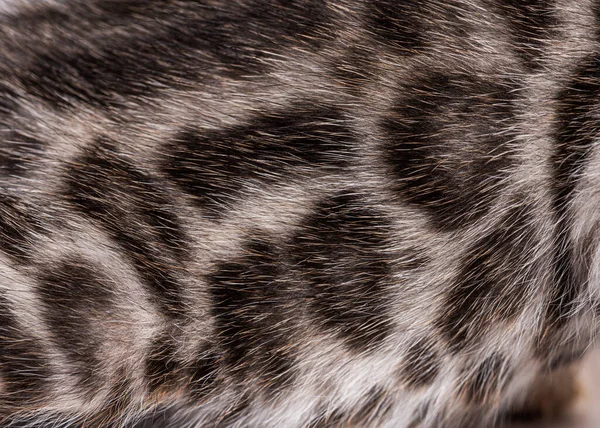 Close Bengal Cat Kitten Fur — Fotografia de Stock