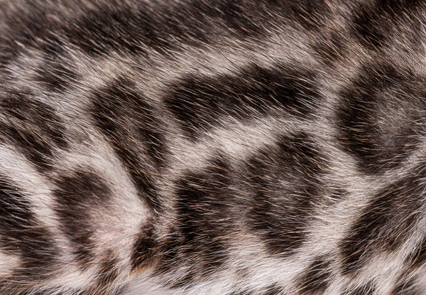 Close Bengal Cat Kitten Fur — Zdjęcie stockowe