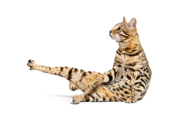 Profile View Bengal Cat Stretching Itself Isolated White — Stock fotografie