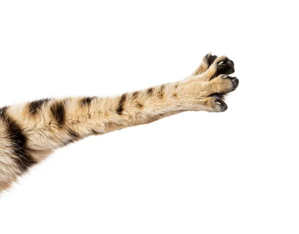 Detail Paw Bengal Cat Stretching Isolated White — Stock Fotó