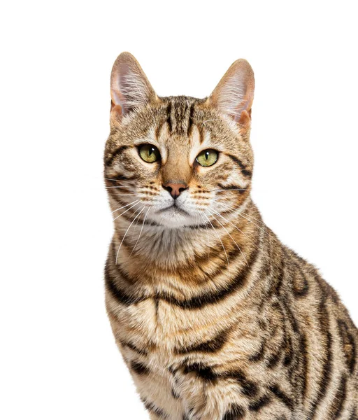 Bengal Cat Looking Camera Isolated White — Zdjęcie stockowe