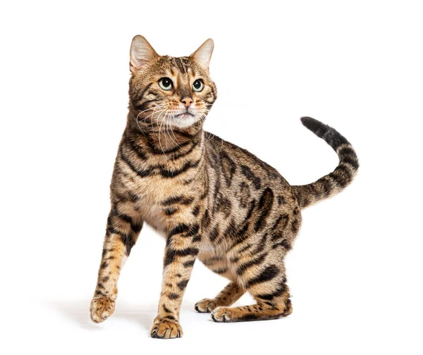 Bengal Cat Looking Isolated White — Photo