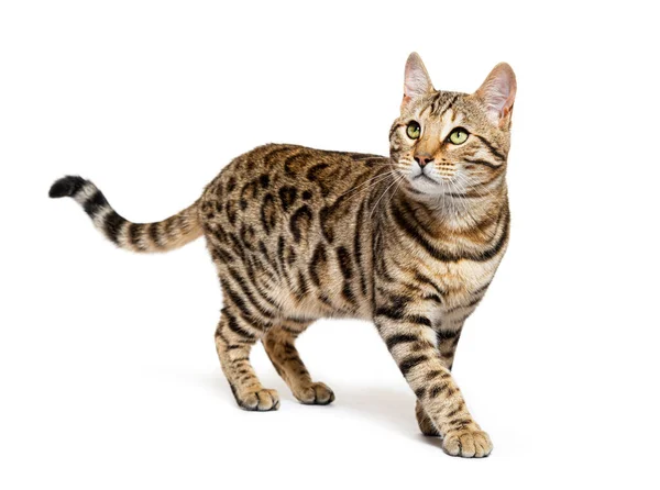 Bengal Cat Looking Isolated White — Stock Fotó