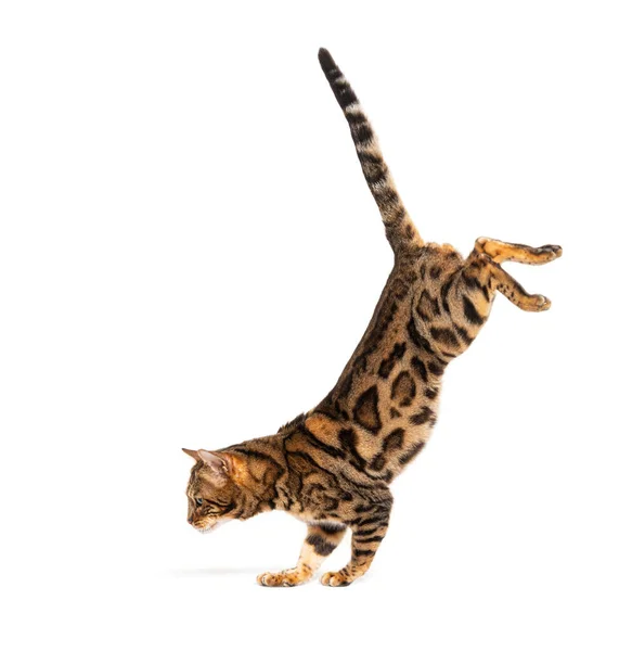 Side View Bengal Cat Jumping Isolated White — Foto de Stock