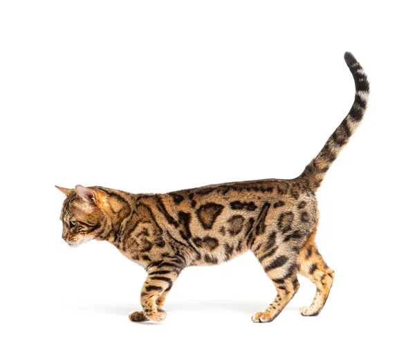 Side View Bengal Cat Walking Isolated White — Stock Fotó