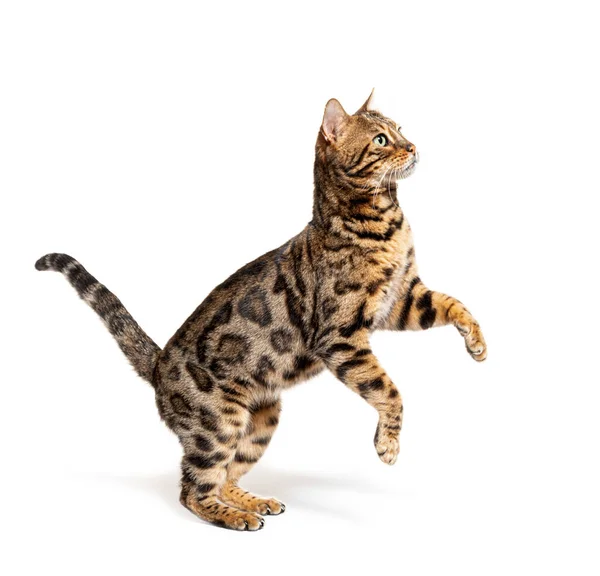 Side View Bengal Cat Jumping Isolated White — Photo